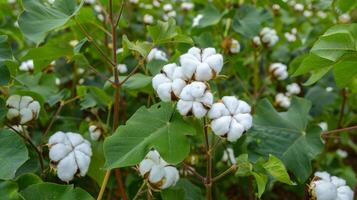 Peaceful cotton fields waiting to be harvested digitally photo