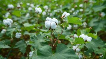 Stunning ready to harvest cotton fields illustrations for creative projects photo