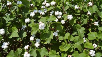 Beautiful and picturesque ready to harvest cotton scenes for creative use photo