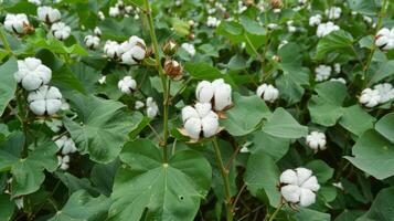 Idyllic ready to harvest cotton fields illustrations for graphic projects photo