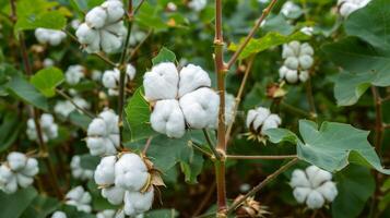Tranquil ready to harvest cotton farm scenes for advertising campaigns photo