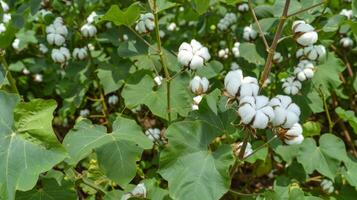 Idyllic and peaceful ready to harvest cotton landscapes for digital illustration photo