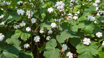 Soft and soothing ready to harvest cotton farm backgrounds for graphic projects photo