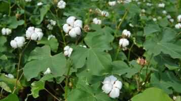 Picturesque and tranquil ready to harvest cotton scenes for graphic projects photo