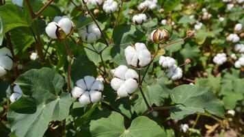 Picturesque ready to harvest cotton scenes for print design inspiration photo