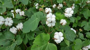 Calming and serene ready to harvest cotton fields textures for print design inspiration photo