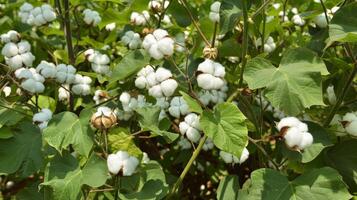 Green and vibrant ready to harvest cotton landscapes for creative use photo