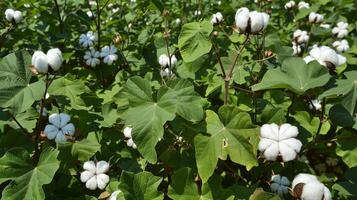 Rustic and charming ready to harvest cotton farm backgrounds for branding photo