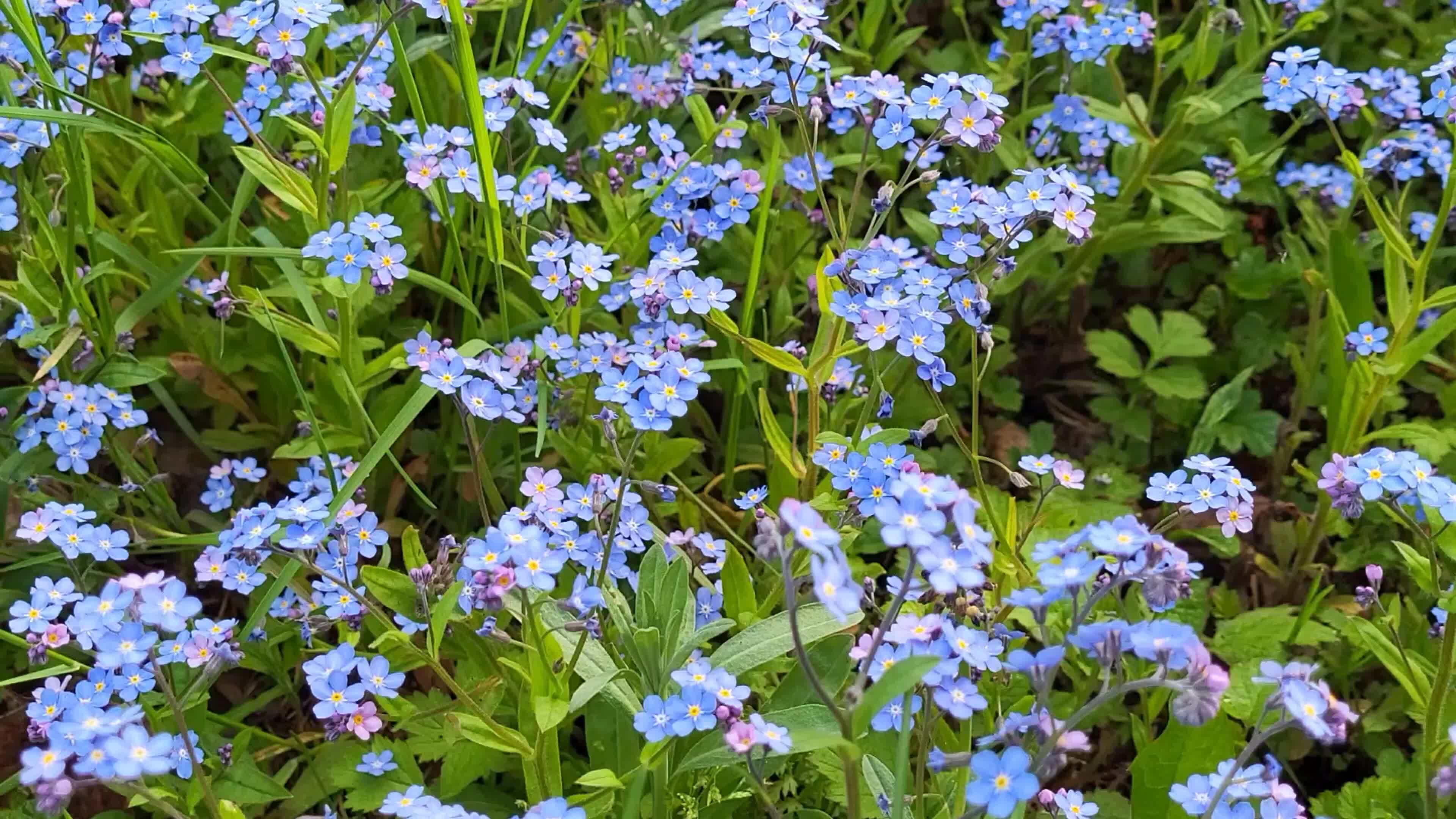 Blue forget-me-nots blooming in the field. The inflorescence of the ...