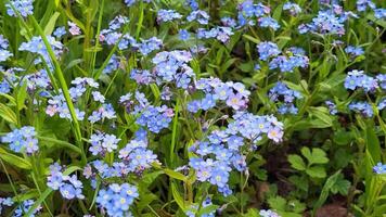 Blue forget-me-nots blooming in the field. The inflorescence of the forget-me-not marsh video