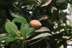 An unripe sapodilla fruit growing on a tree branch, capturing the promise of sweet harvests and the beauty of nature's growth cycle. photo