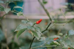 Vibrant red chili peppers, showcasing their fiery color and intense heat, perfect for adding spice and flavor to culinary creations photo