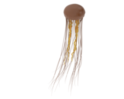 Jellyfish isolated on background. 3d rendering - illustration png