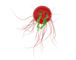 Jellyfish isolated on background. 3d rendering - illustration png