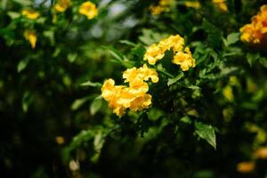 Yellow elder Tecoma stans is a flowering shrub or small tree native to the Americas that can grow up to 30 feet tall. photo
