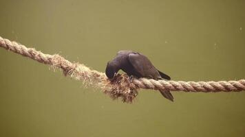 A black bird is collecting materials on a rope for nest building in its natural environment video