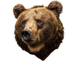 brunbjörn porträtt png
