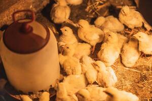 A Flock of Chicks at Farm photo
