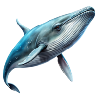 whale isolated on transparent background png