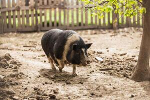 Sow of a Vietnamese Pig On a Farm photo