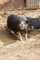 Inquisitive Pig at small farm photo