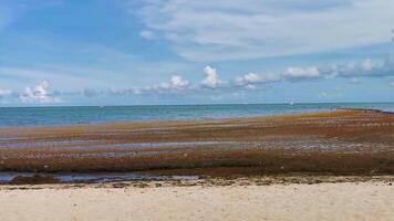 bela praia caribenha totalmente imunda, suja, desagradável, problema de algas, méxico. video
