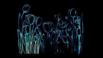 Neon frame effect iconic tulip fields Netherlands, glow, black background. video