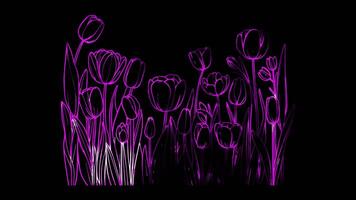 Neon frame effect iconic tulip fields Netherlands, glow, black background. video