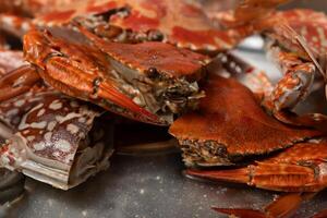 a close up of a bunch of crabs photo
