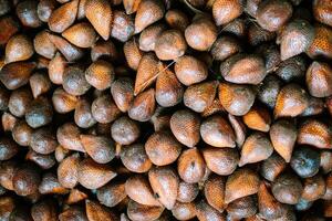 Salak is a species of palm tree native to Java and Sumatra in Indonesia. It is cultivated in other regions of Indonesia as a food crop, and reportedly naturalized in Bali, Lombok, Timor, and Maluku photo