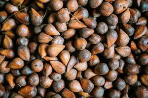 Salak is a species of palm tree native to Java and Sumatra in Indonesia. It is cultivated in other regions of Indonesia as a food crop, and reportedly naturalized in Bali, Lombok, Timor, Maluku photo