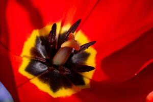 Macro of the inside of a red tulip. Close up of an Open Tulip . photo