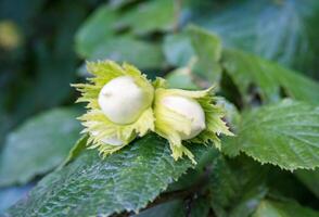 fruit hazelnut on hazel tree branch, in the Czech region, 3 nuts for Cinderella photo