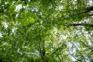 Beautiful forest in spring with bright sun shining through the trees photo