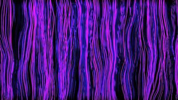 Black background.Design.The bright purple and red lines in the animation are thin in size and fluctuate across the background. video