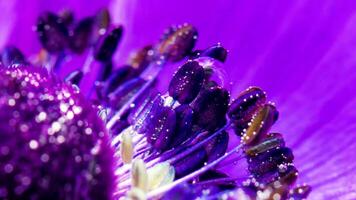 The inside of the flower is bright in color. Stock footage. A bright flower in the water on which there are large drops of water and which shimmers from the light that falls on it. video