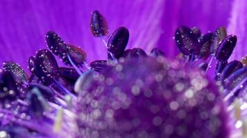 The inside of the flower is bright in color. Stock footage. A bright flower in the water on which there are large drops of water and which shimmers from the light that falls on it. video
