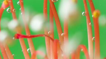 Macro photography in which paint is sprayed on a flower. Stock footage.A bright green background on which a flower is in paint in an art shoot. video