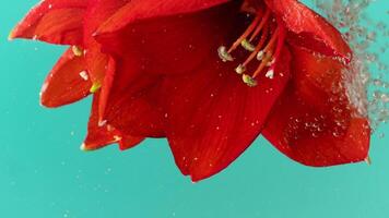 Blue background. Shooting a flower. Stock footage. Creative shooting of a flower with large red petals that is lowered into water and on which small drops from the filter splash. video