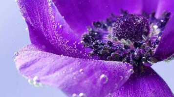 Delicate gray background.Stock footage.A bright purple flower in macro photography that is located in the water and bubbles are moving away from it. video