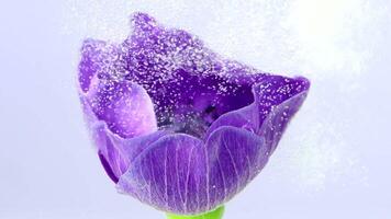 Purple bud.Stock footage.A bright flower on which water drops are flying , shooting art. video