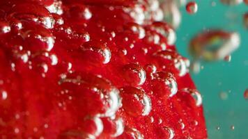 Bright bubbles in crystal clear water. Stock footage. A red flower is lowered into the water and there are large bubbles on it that envelop it all. video