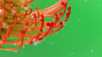 Macro view of unusual colorful algae with air bubbles isolated on a green background. Stock footage. Natural background with vegetation. video