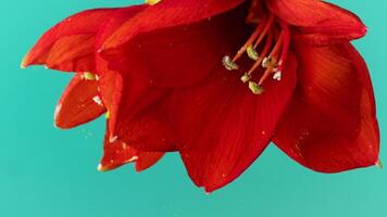 Blue background. Shooting a flower. Stock footage. Creative shooting of a flower with large red petals that is lowered into water and on which small drops from the filter splash. video