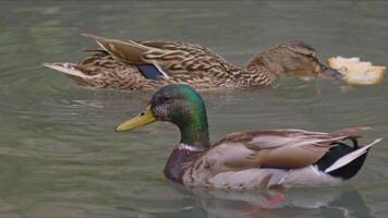 Mallard Wild Ducks Floating in a Stream Channel video