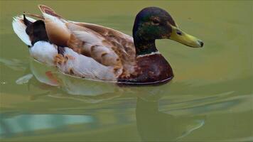 Mallard Wild Ducks Floating in a Stream Channel video