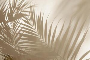 Tropical palm leaves foliage with sunlight shadows on light cream wall. Minimalistic abstract beautiful blurred summer or spring background mockup for product presentation. photo