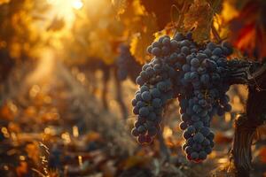 Cluster of Grapes Hanging From Vine photo