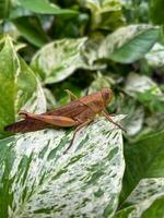 Beautiful grasshopper on natural green leaves background, closeup photo