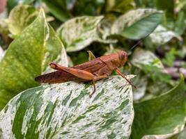 Beautiful grasshopper on natural green leaves background, closeup photo